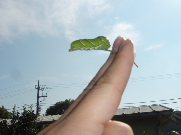 空飛ぶ芋虫.JPG